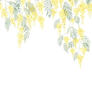 Papier peint panoramique Mimosa